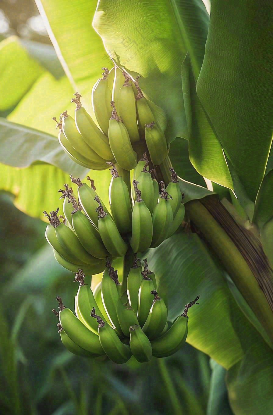 香蕉树芭蕉叶青香蕉水果摄影图