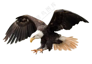 在空中展翅俯冲的猛禽免抠图片素材