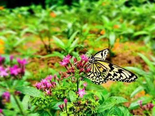 蝴蝶清新唯美风景