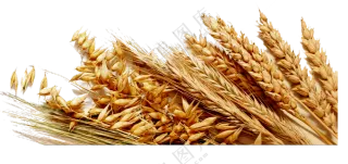 小麦穗与燕麦谷物主题免抠