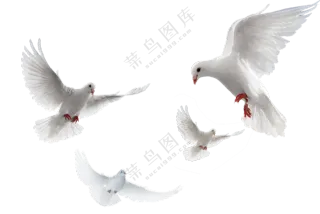 不同动作姿态的和平鸽免抠图片素材