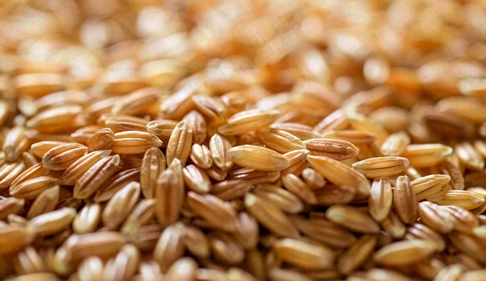 世界粮食日谷物米饭稻谷小麦摄影图