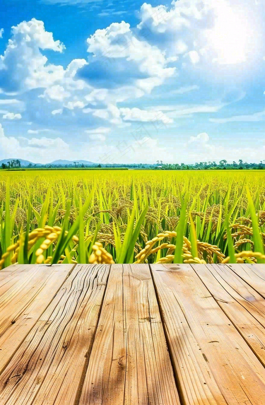 绿油油的农田稻田木板栈道粮食小满芒种世界粮食日摄影图