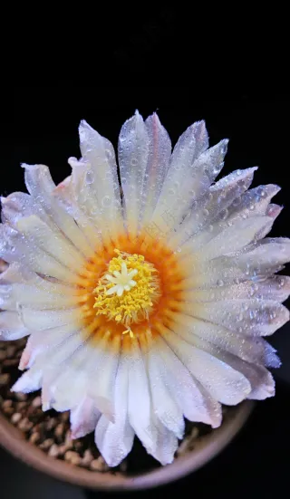 仙人球 白色花