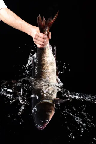 花鲢活鱼摄影图片