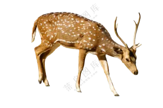 在低着头觅食的梅花鹿免抠图片素材