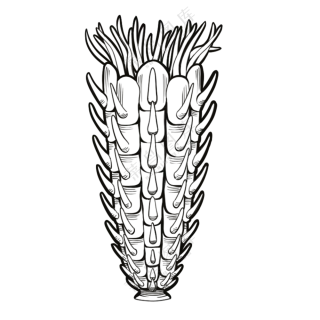 苔藓虫-古海洋生物/线稿/卡通