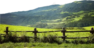 山坡上的树木与青草等风光免抠图片