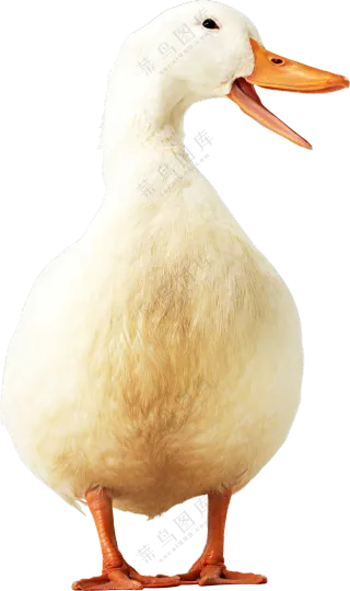 张嘴叫呱呱的白羽鸭子免抠图片素材