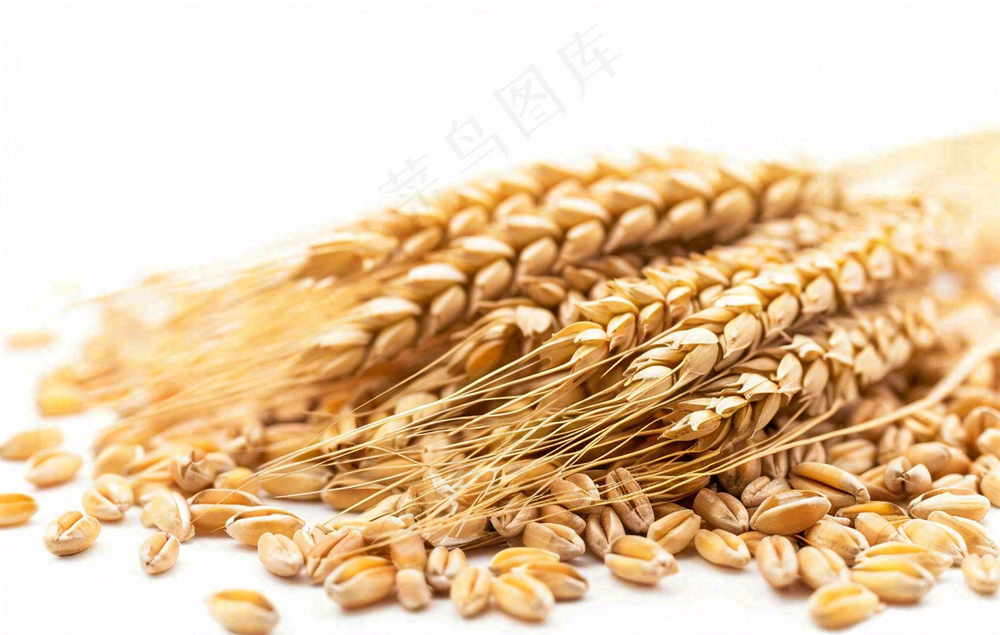 世界粮食日谷物米饭稻谷小麦摄影图