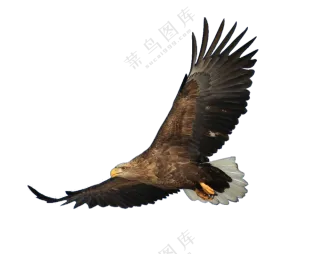 天空中伺机而动的白头海雕免抠图片