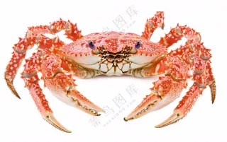 螃蟹海鲜摄影图