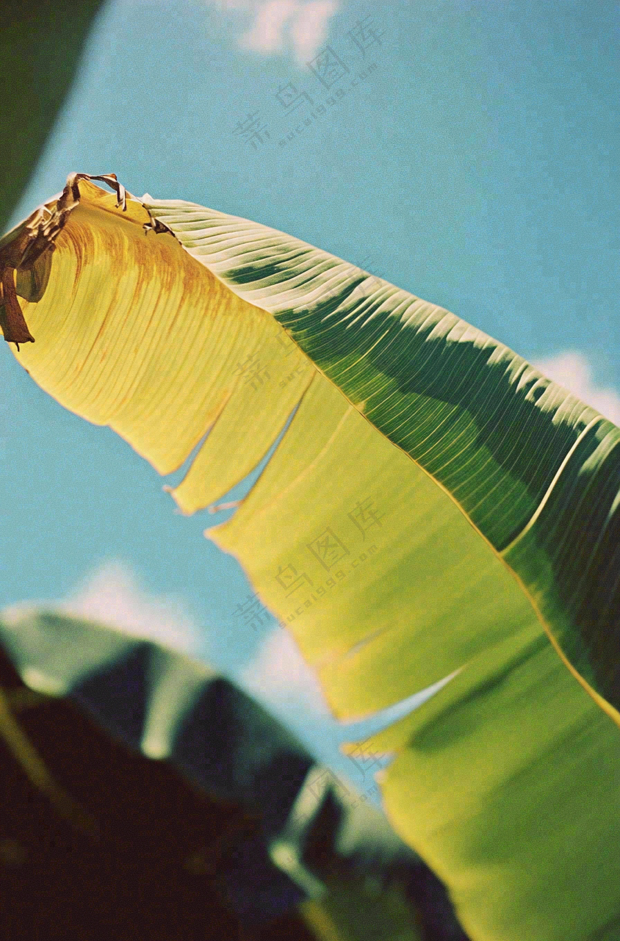 香蕉树芭蕉叶绿色植物摄影图