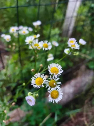 夏日野外的野花