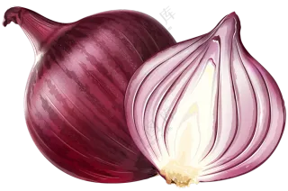 逼真效果绘画紫皮洋葱免抠图片素材
