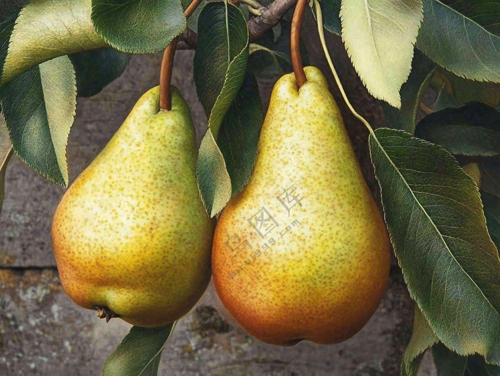 梨树成熟的梨子水果可口摄影图