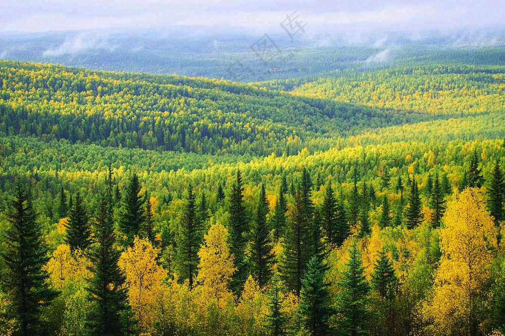 秋天立秋森林大自然风景摄影图