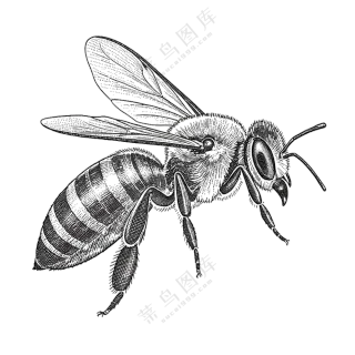 蜜蜂，昆虫，黑白插图