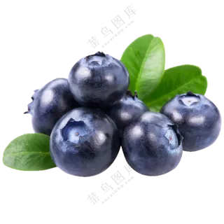 几颗个头均匀精选蓝莓免抠图片素材
