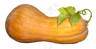 带枝蔓的新鲜南瓜主题免抠图片素材