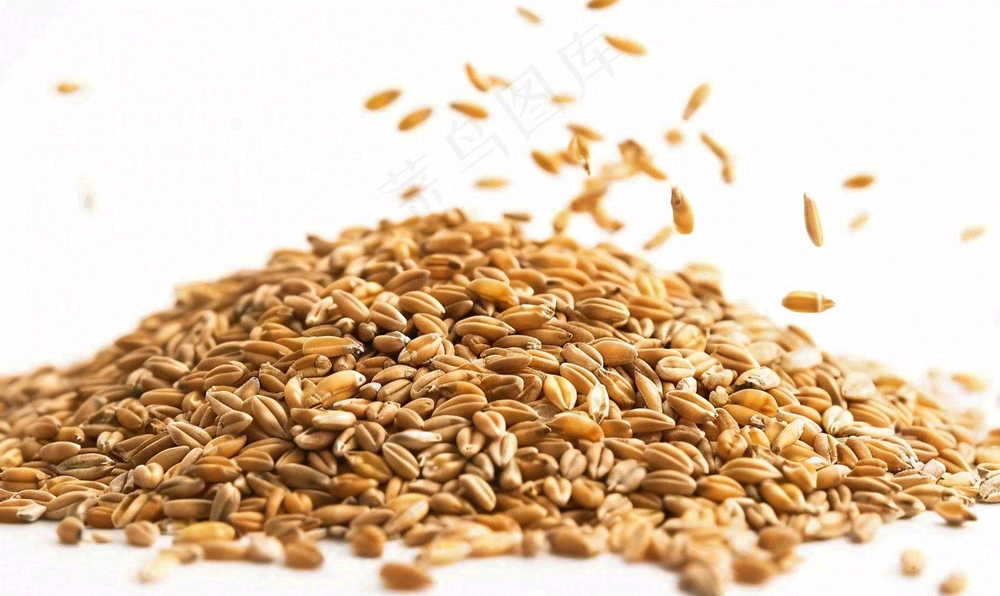 世界粮食日谷物米饭稻谷小麦摄影图