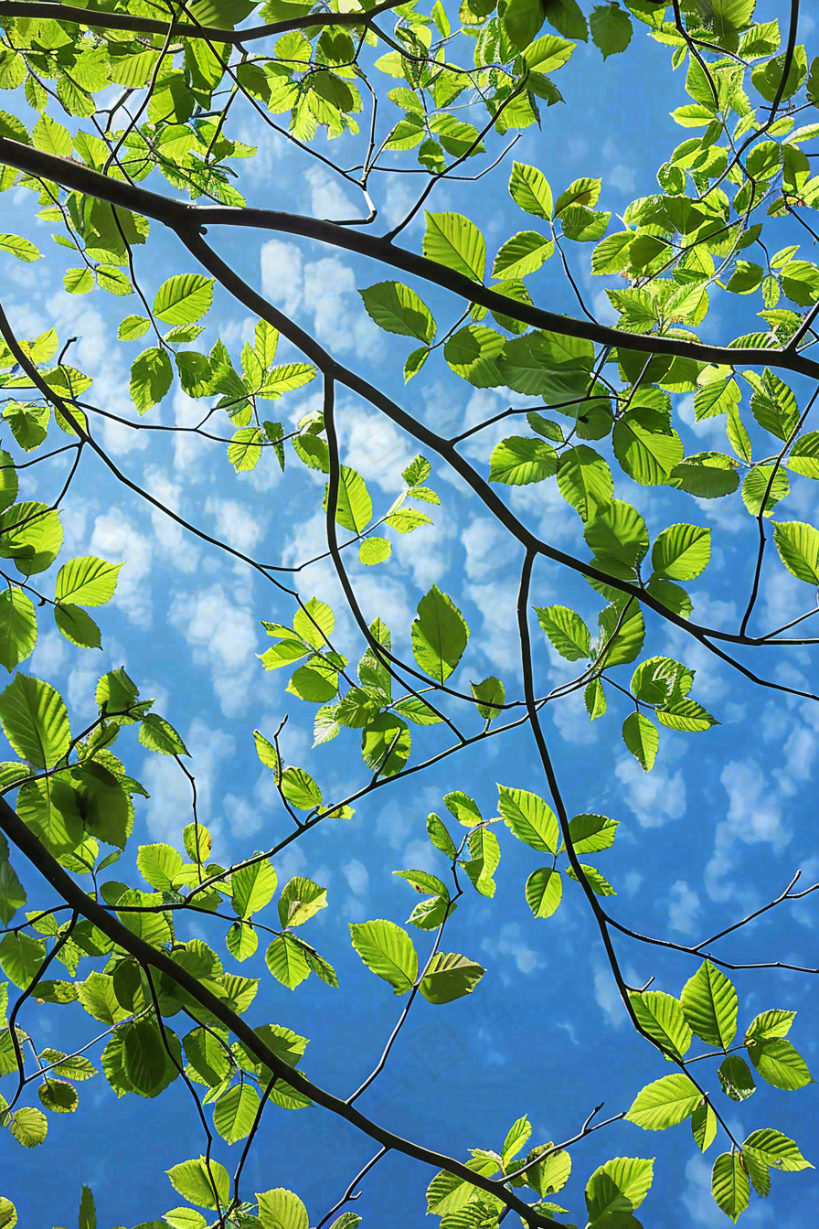 春夏大树绿叶下仰视蓝色天空惊蛰立夏摄影图