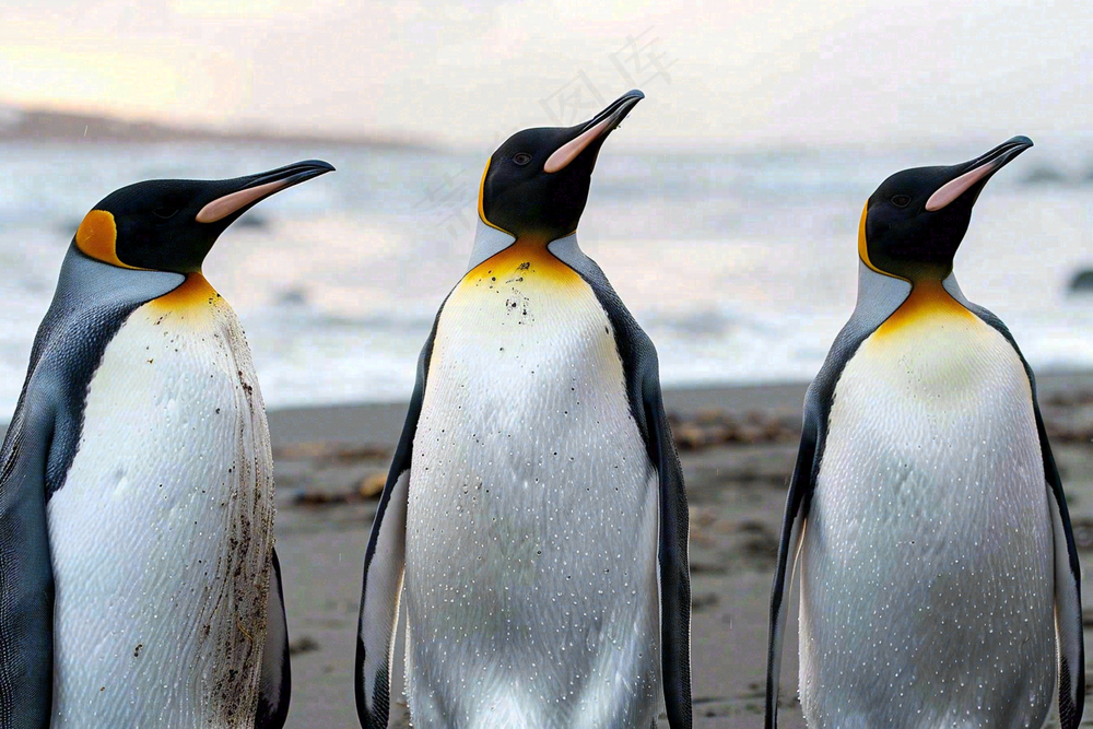 冰雪天地的企鹅寒冷动物摄影图