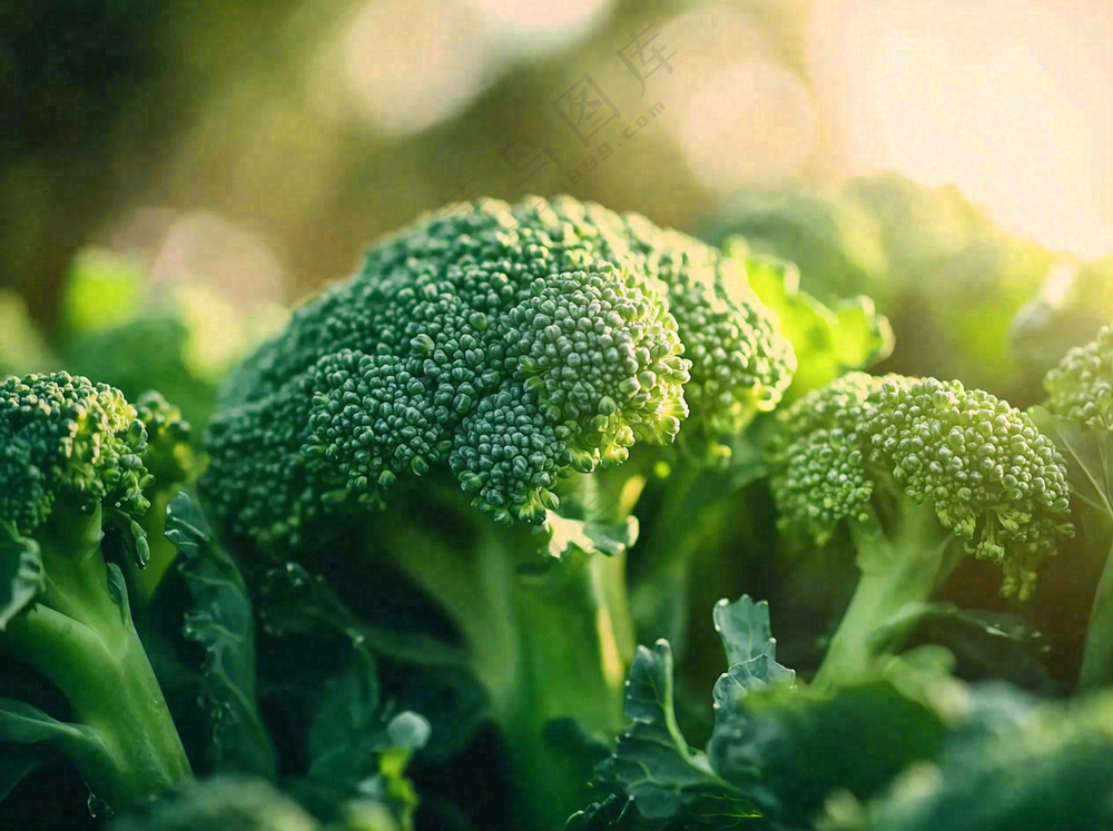 西兰花蔬菜绿色营养摄影图