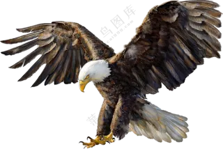展翅俯冲而下的美洲雕免抠图片素材