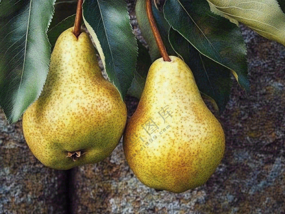 梨树成熟的梨子水果可口摄影图