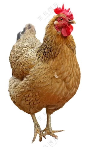 鲜红鸡冠的老母鸡家禽免抠图片素材