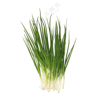 去除了根须的香葱主题免抠图片素材