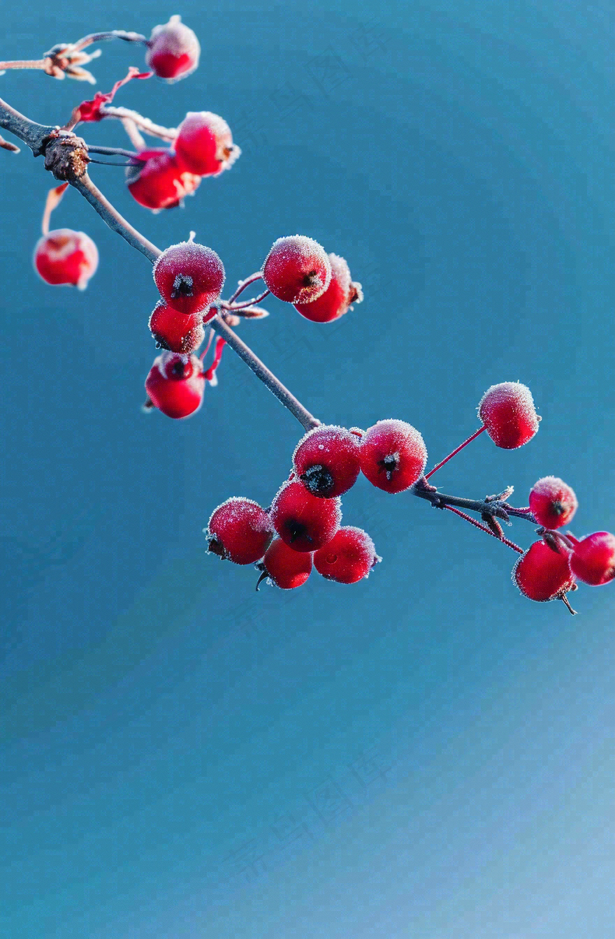 冬天白霜覆盖的红色覆盆子寒冷霜降摄影图