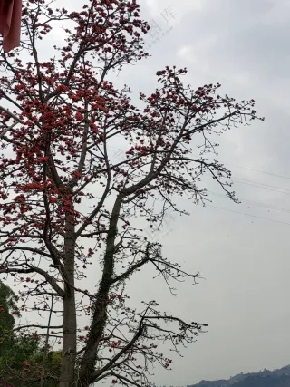 木棉花 风景