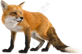 一只拖着大尾巴的狐狸免抠图片素材