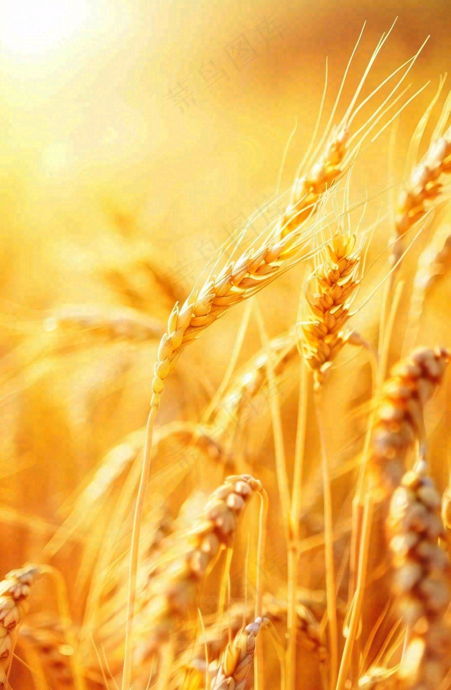 金黄的麦田小麦麦穗粮食芒种世界粮食日摄影图