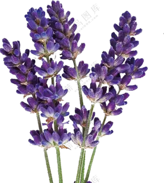 薰衣草素材免抠