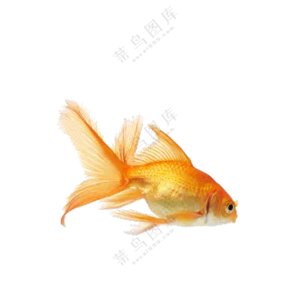 摆动着鱼尾前行的金鱼免抠图片素材