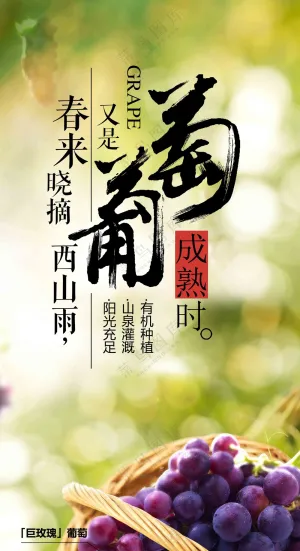 绿色葡萄成熟时展架易拉宝画面设计