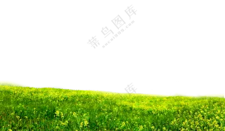 开满花的油菜农田作物免抠图片素材