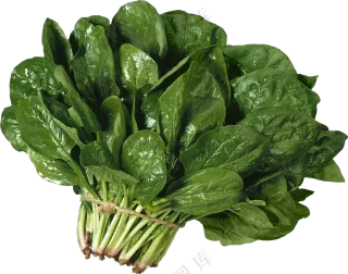 一把喷了水的菠菜主题免抠图片素材