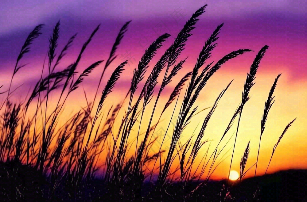 夕阳晚霞芦苇唯美摄影图