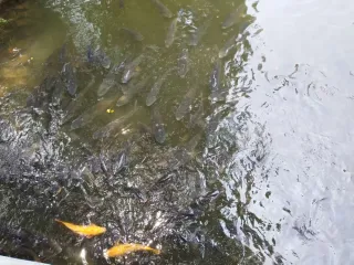 许多鱼儿争先恐后地找食物