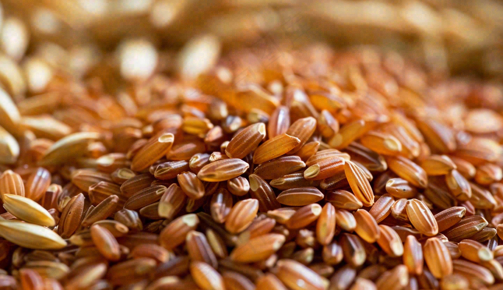 世界粮食日谷物米饭稻谷小麦摄影图