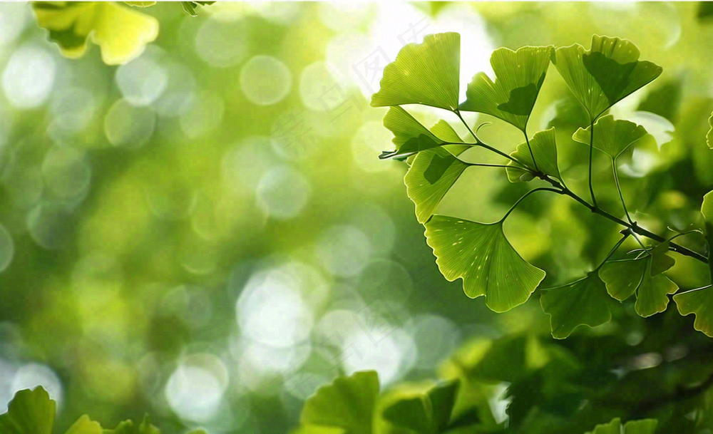 夏天绿色银杏叶树枝阳光小清新唯美小暑大暑处暑摄影图