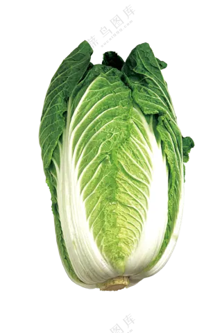 大白菜食材免抠图