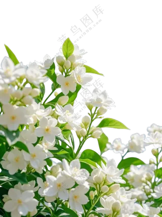 一片桅子花免扣