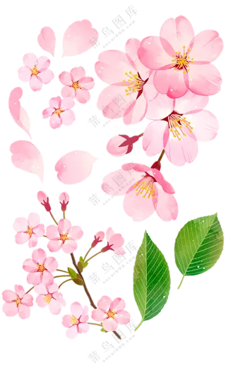 花朵  花束  粉色的花 叶子  透明素材   免扣素材