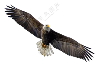 高空中翱翔的白头海雕免抠图片素材