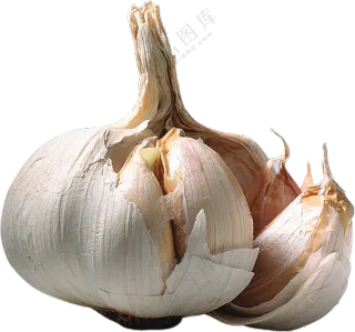 有些许发芽的大蒜食材免抠图片素材